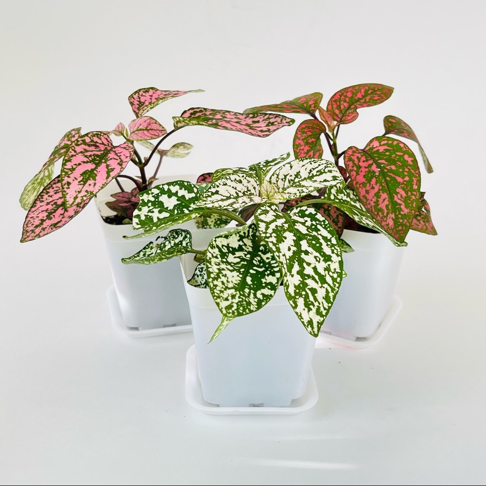 Pink Polka Dot Plant - Picture 6 of 8